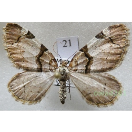 Anticlea derivata (Denis & Schiffermüller, 1775) Czech21
